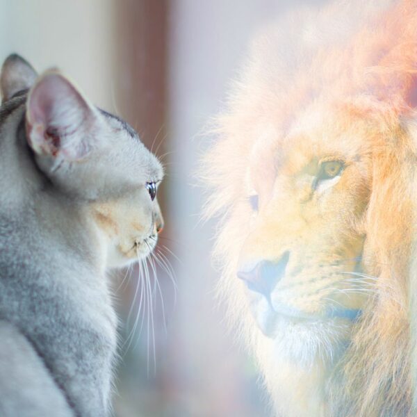 Renforcer son estime de soi (Le reflet du chat est un lion)