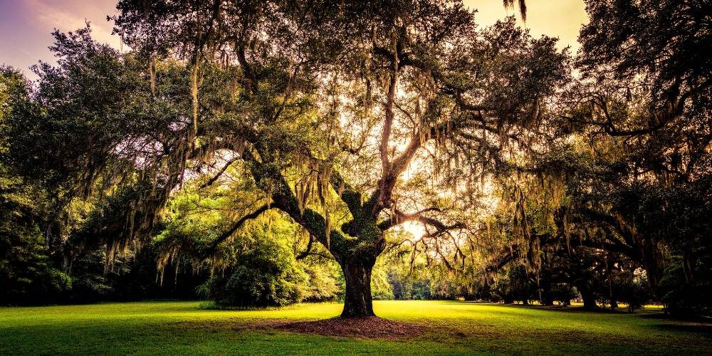 Arbre majestueux